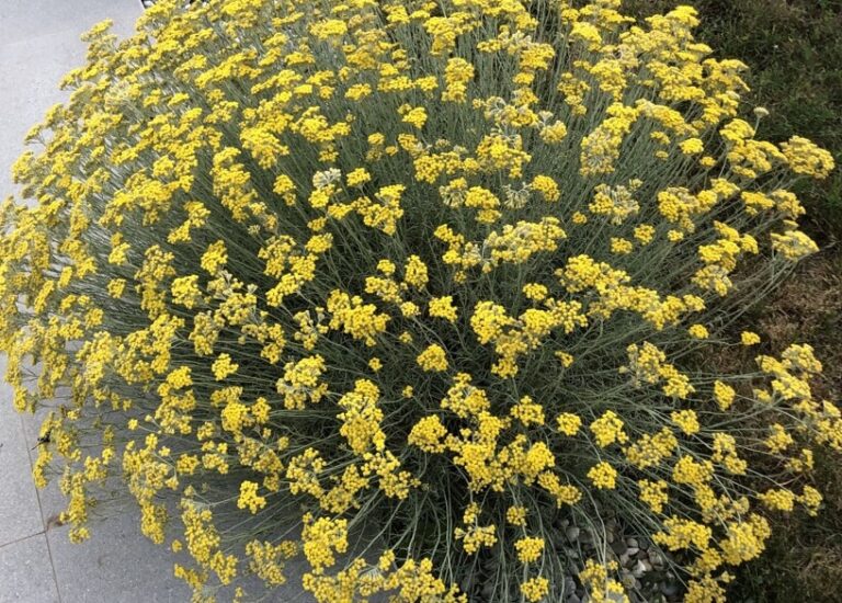 Strohblume aetherische oele